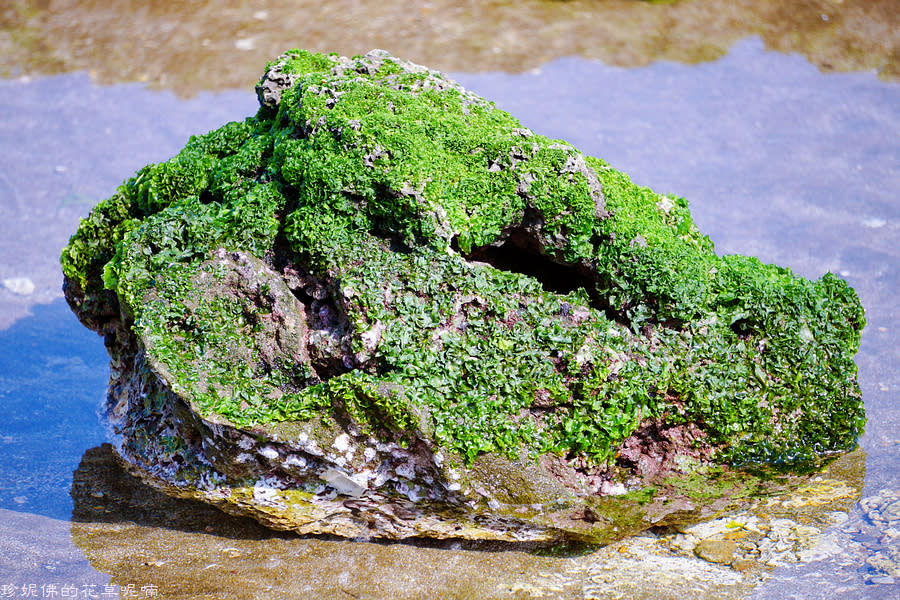 新北石門｜北海岸踏浪玩沙