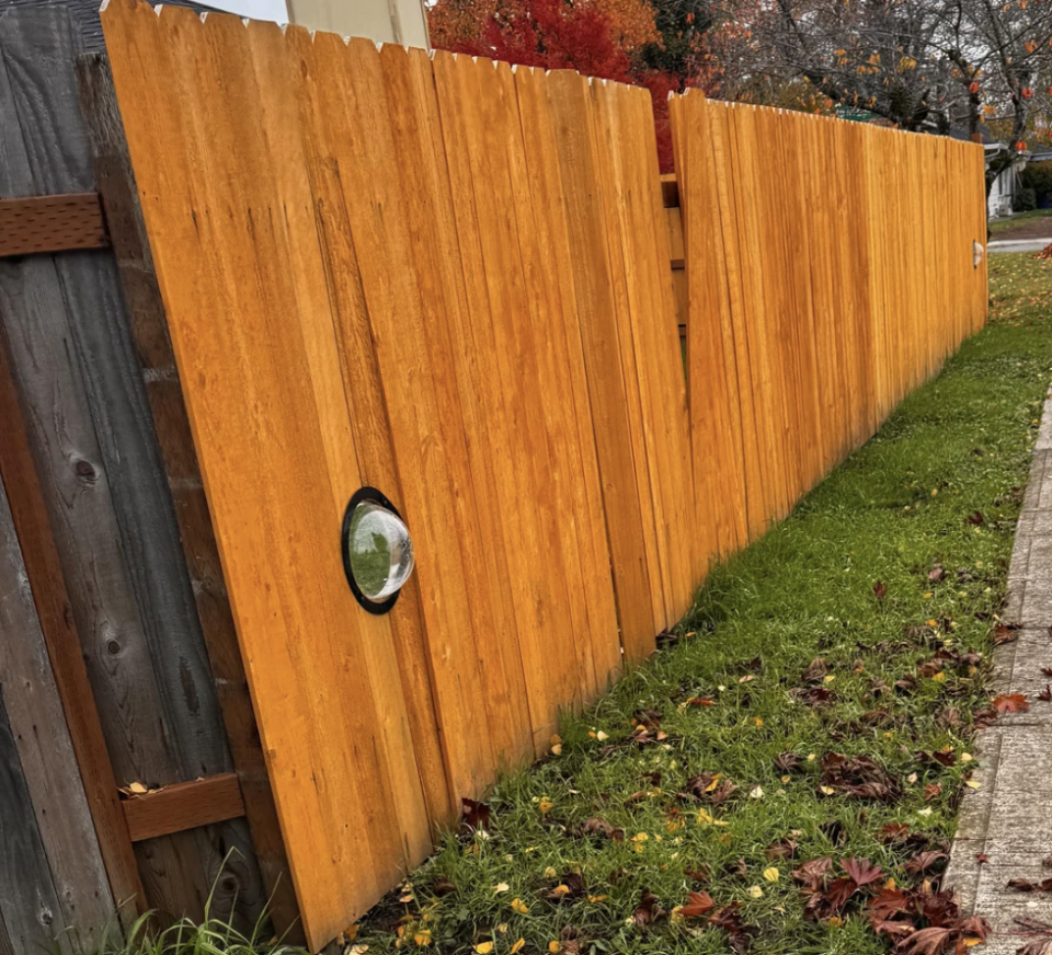 a fence window for a dog