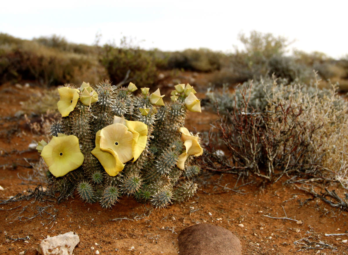 Hoodia