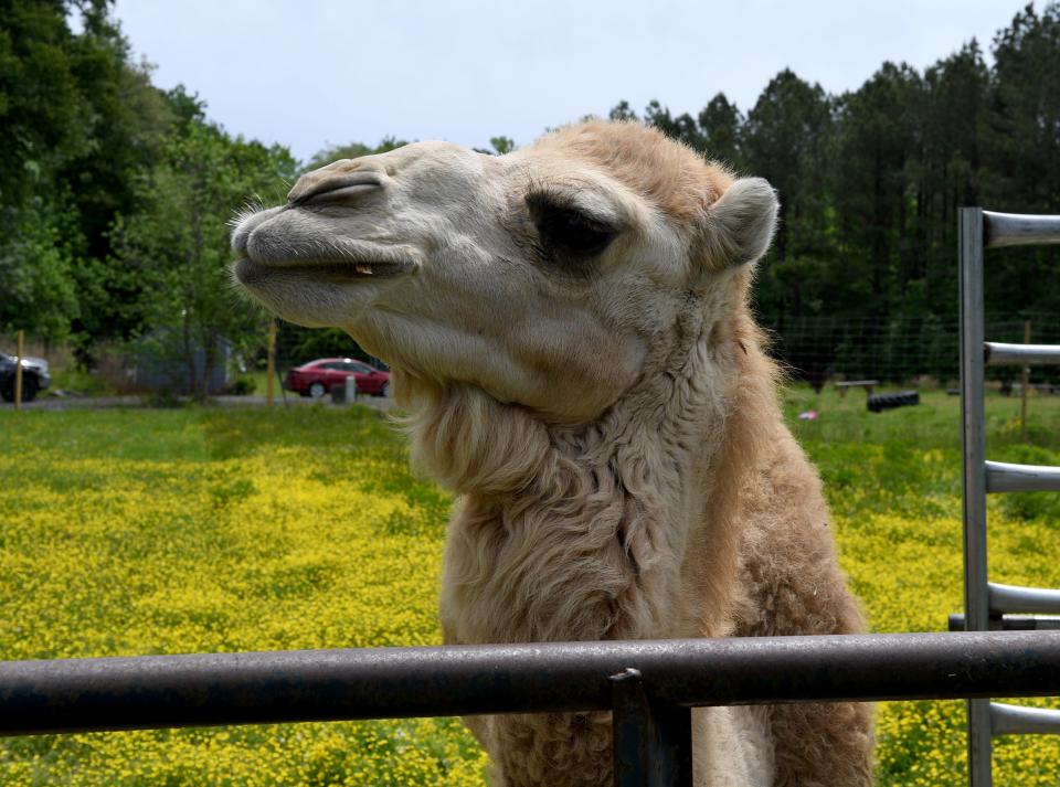 One of the two camels at the Funny Farm Petting Zoo May 19, 2023, in Berlin, Maryland.