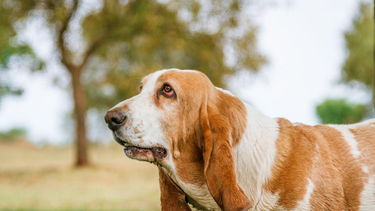 Basset hound