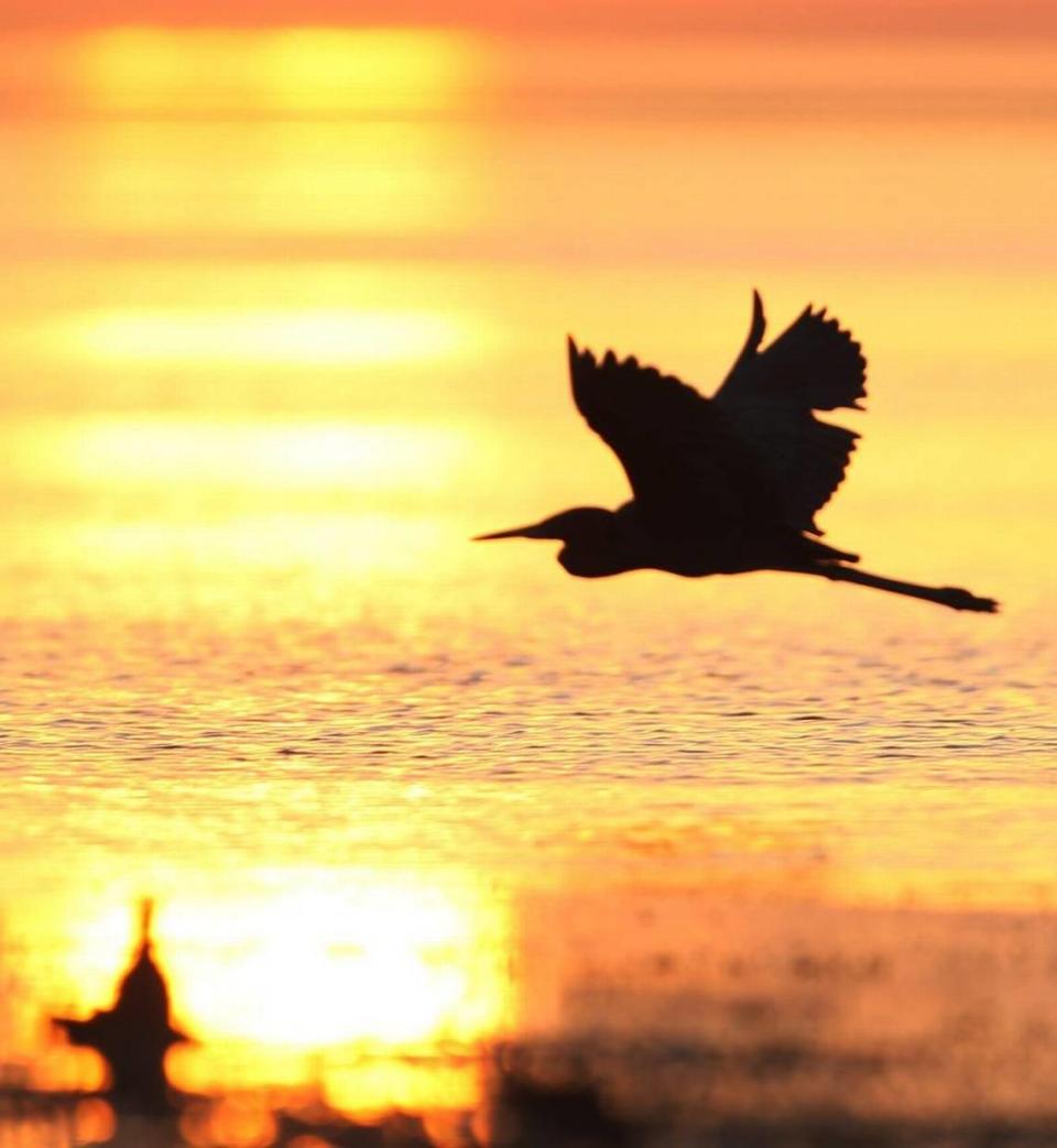 Mercury contamination is affecting breeding by altering wading birds’ hormonal balance.