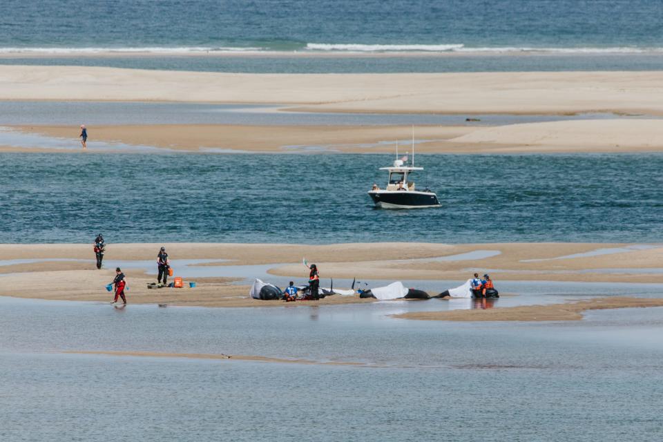 The International Fund for Animal Welfare responded to a report of five pilot whales stranded off Chatham on Saturday, June 11.