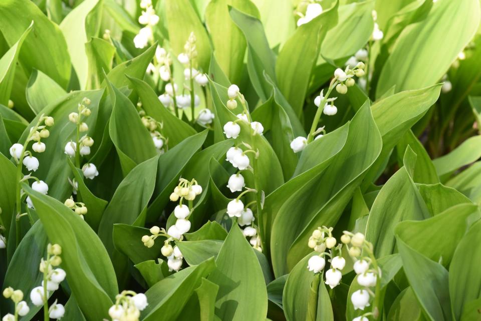 best white flowers lily of the valley