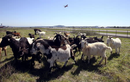 A plane takes off as a herd of goats grazes at the Portland International Airport in Portland, Oregon April 17, 2015. REUTERS/Steve Dipaola
