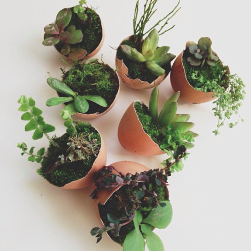 <p>@kateoliver</p><p>Who needs a fancy pot? Egg shells are the perfect plant holder.</p><p>From Instagram user <a href="https://www.instagram.com/p/XYr-01gsb3/?igshid=1w68mlem14imo" rel="nofollow noopener" target="_blank" data-ylk="slk:@kateoliver;elm:context_link;itc:0;sec:content-canvas" class="link rapid-noclick-resp">@kateoliver</a>.</p>