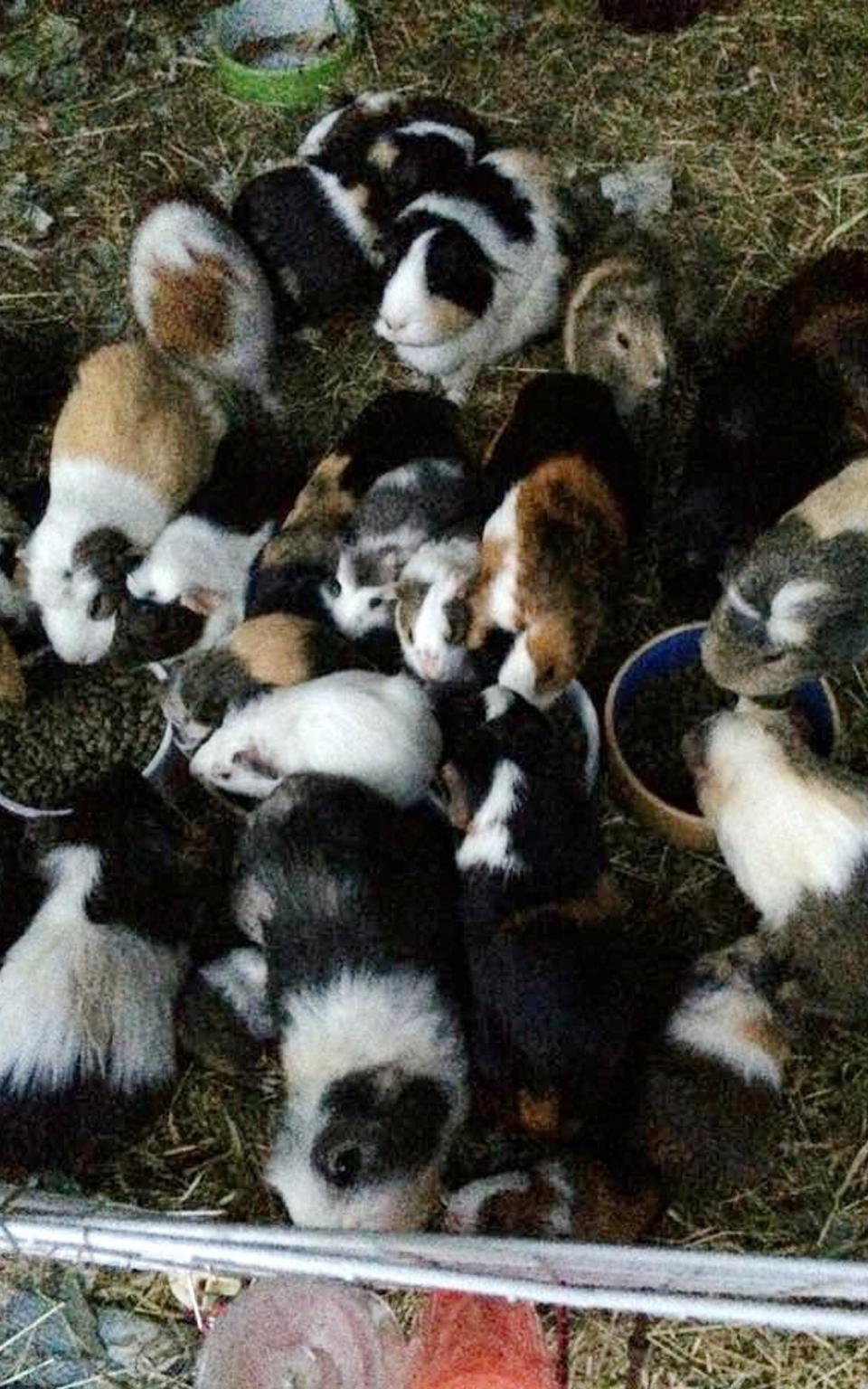  Some of the brood of 160 guinea pigs   - Credit: © Worthing Guinea Pig Rescue/Solent News  /Worthing Guinea Pig Rescue/Solent News & Photo Agency