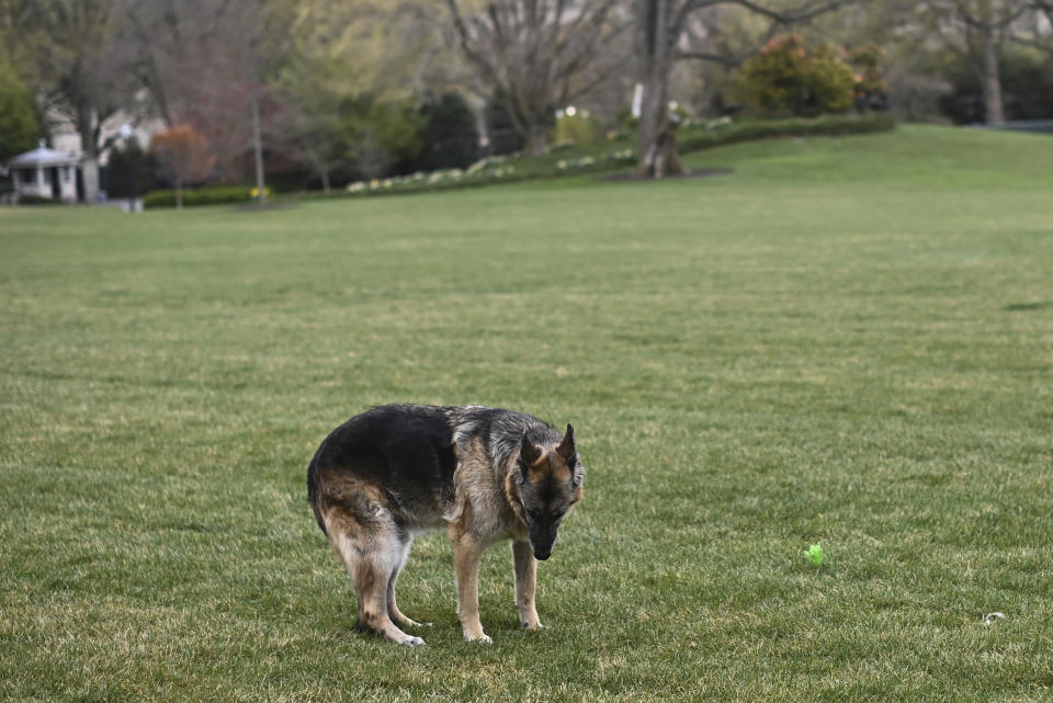 FILE - In this March 31, 2021, file photo Champ, one of President Joe Biden and first lady Jill Biden's dogs is seen on the South Lawn of the White House in Washington. President Joe Biden announced Saturday that Champ, the family’s elder dog, passed away at “peacefully at home” at 13 years old. (Mandel Ngan/Pool via AP, File)