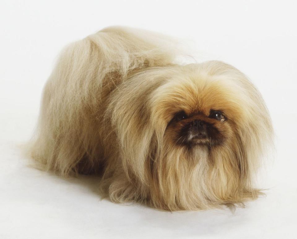 Pekingese