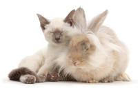 <p>Blue-point Birman-cross kitten dozing with fluffy bunny. (Photo: Warren photographic/Caters News) </p>