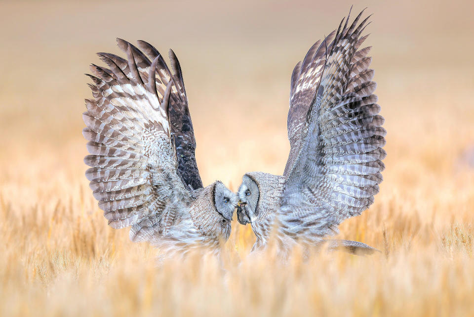 Great Grey Owls, Strix nebulosa. Zhejiang, China