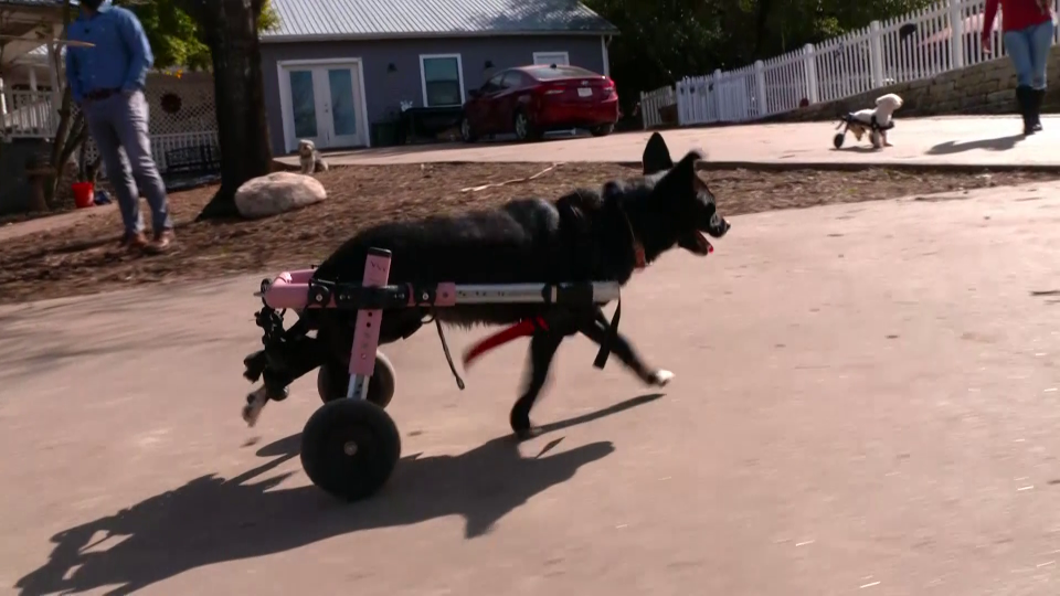 Safe in Austin, a rescue animal sanctuary, cares for more than 160 animals with disabilities.  / Credit: CBS News