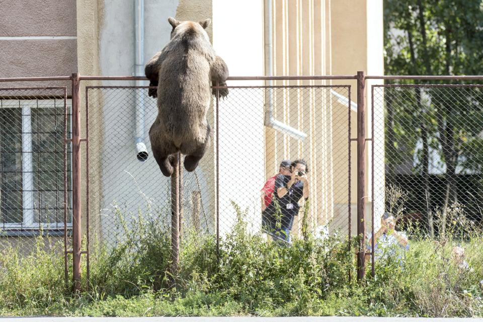 A male brown bear is seen at the courtyard of the Octavian Goga high school in the Transylvanian city of Csikszereda, or Miercurea Ciuc in Romania, Tuesday, Aug. 21, 2018. The bear broke into several homes and even killed a goat. In the end the bear was killed by a hunter. (Nandor Veres/MTI via AP)