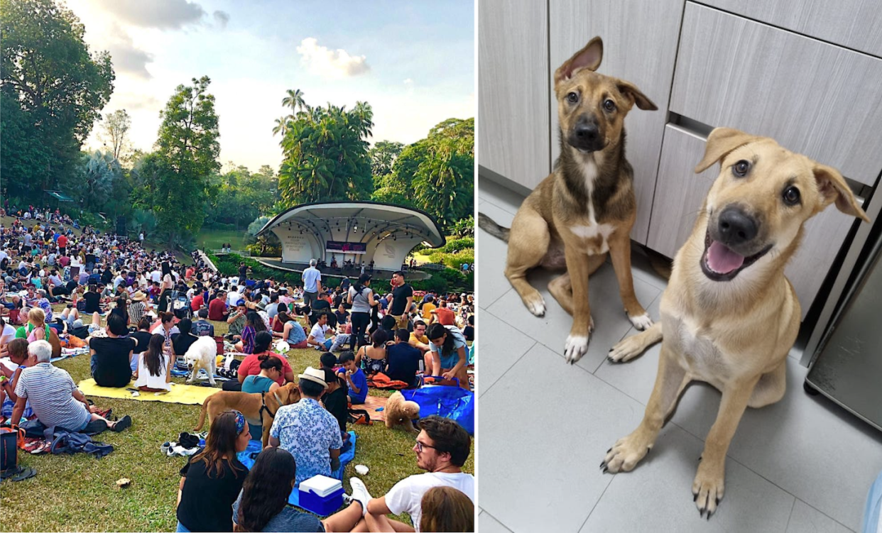 Jazz For Dogs at Singapore Botanic Gardens and two dogs Adale and Alyn