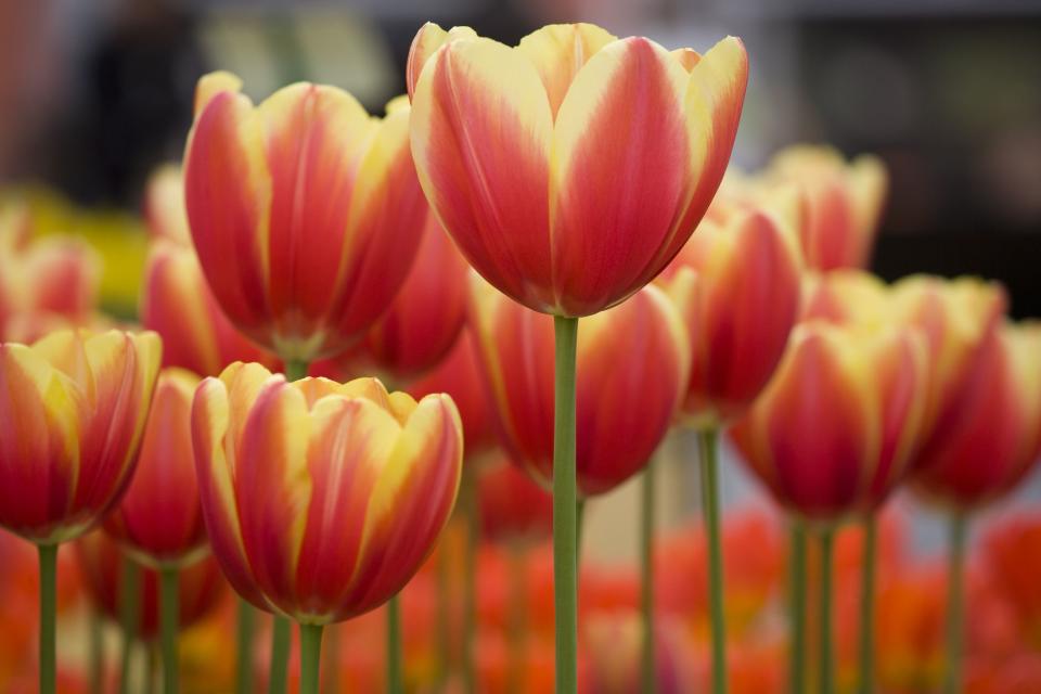 Beautiful Spring Flowers to Transform Your Yard and Garden
