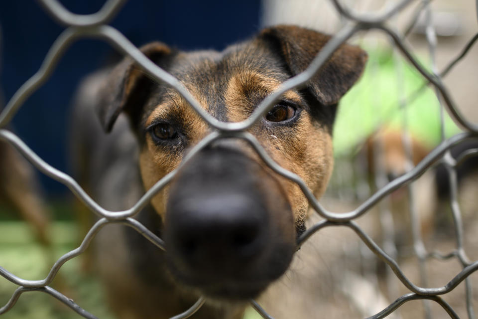 In recent months No Dogs Left Behind received many purebred dogs from breeding farms that have been dumped due to lower consumer demand for pets during the COVID-19 coronavirus epidemic. Source: AFP