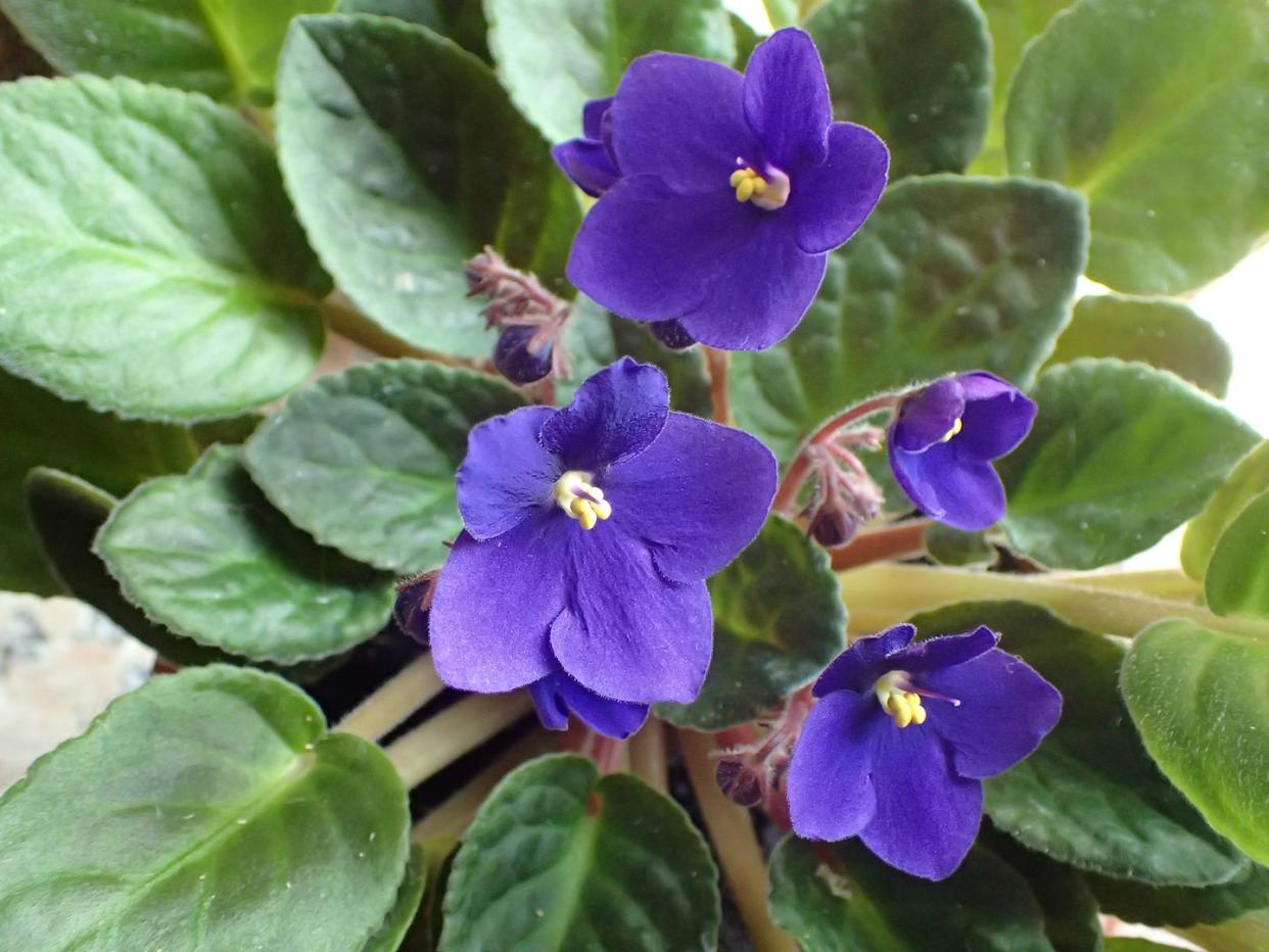 february birth month flower african violet