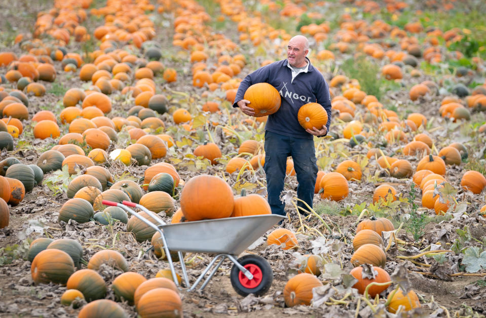 <p>Farmer Tom Hoggard harvests pumpkins at Howe Bridge Farm in Yorkshire, ahead of Halloween. The family run farm is expected to harvest over 50 thousands pumpkins in the coming weeks. Picture date: Thursday September 23, 2021.</p>
