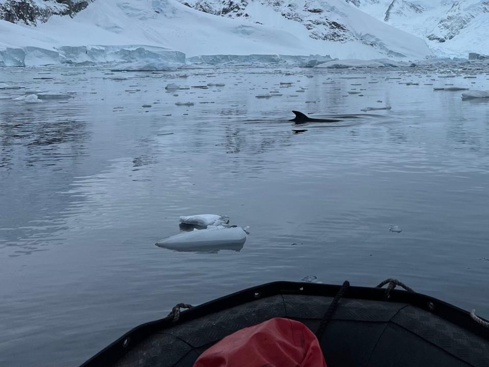 We saw a whale while cruising around Antarctica on a zodiac.