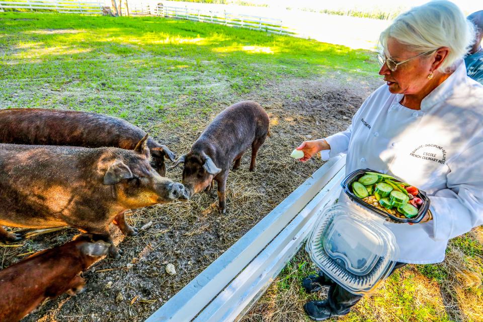 Rose O'Dell King gives leftover vegetables from Rosy Tomorrows Heritage Farm restaurant to her Red Wattle hogs in North Fort Myers.