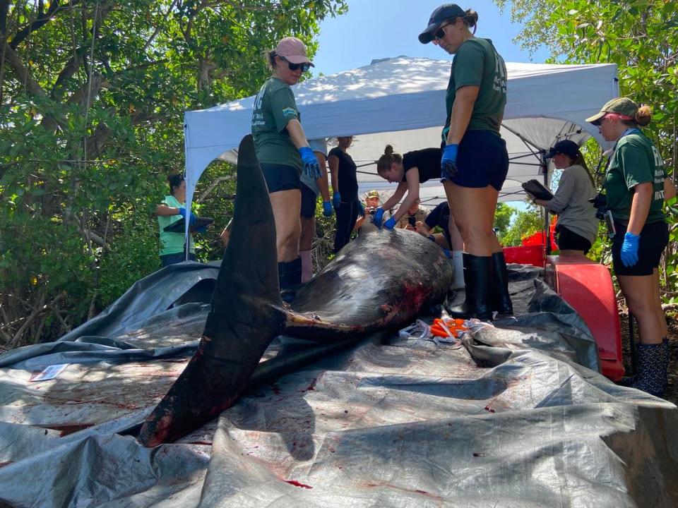 Biólogos de Dolphns Plus Marine Mammal Responder y de FWC haciéndole una necropsia el lunes 14 de agosto de 2023 a un zifio de Gervais que murió frente a los Cayos de la Florida el día anterior.