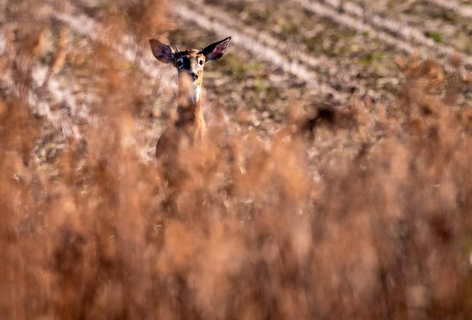 A young whitetail deer buck peers through the grassy edge of a cornfield inside the Alligator River National Wildlife Refuge on Dec. 15, 2023.