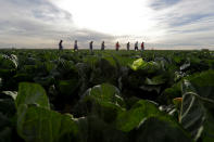 <p>Farmworkers walk through a field of cabbage during harvest outside of Calexico, Calif., March 6, 2018. (Photo: Gregory Bull/AP) </p>