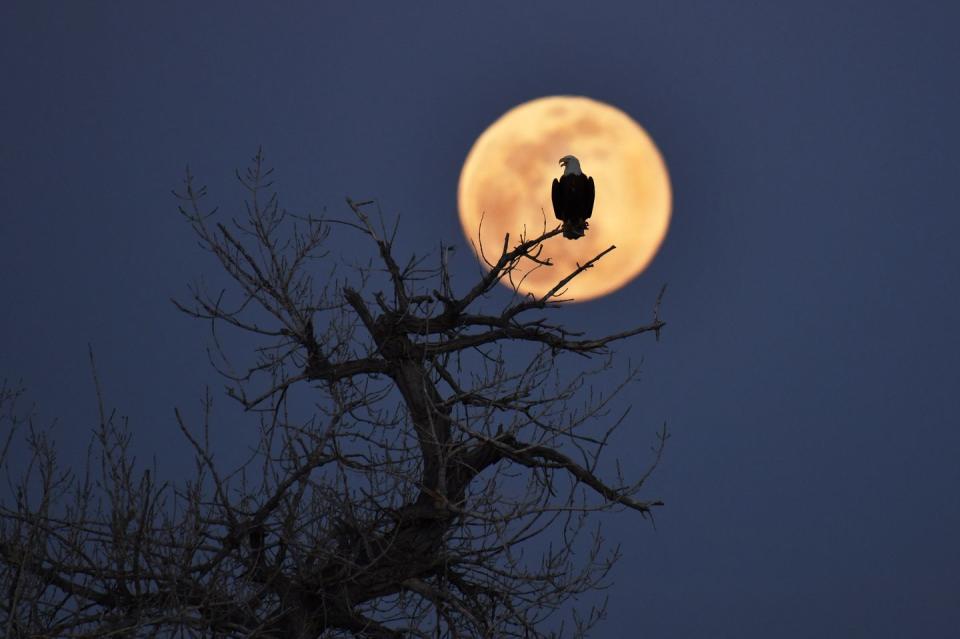 SUPER PINK MOON BALD EAGLE