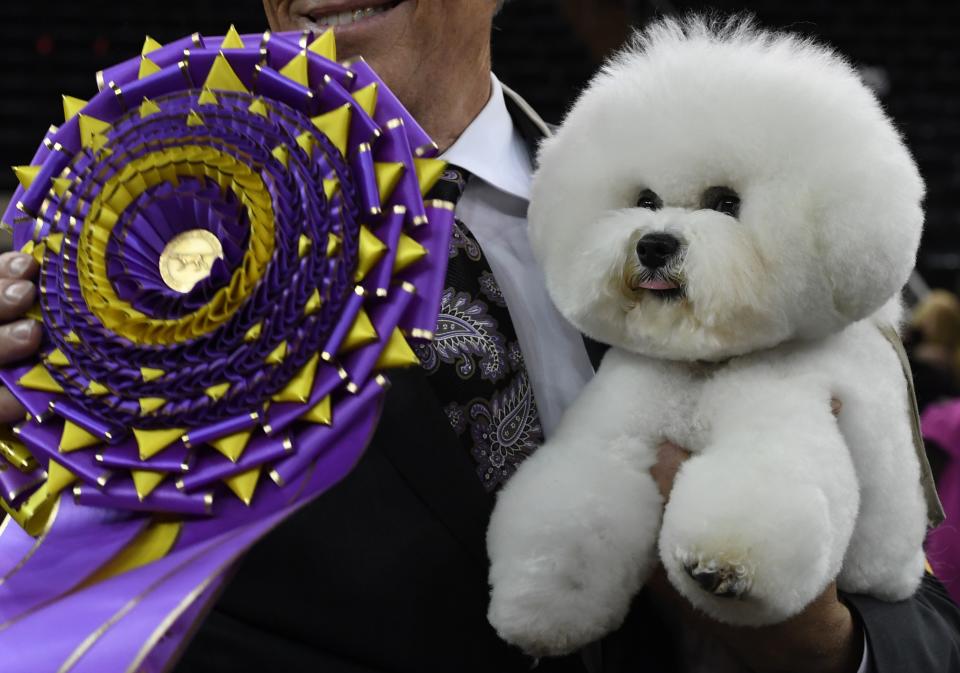 <p>Flynn, ein Bichon Frisé, hat den Titel „Best in Show“ bei der „Westminster Kennel Club Dog Show“ in New York gewonnen, der bekanntesten Hundeshow der Welt. (Bild: Getty Images/AFP/Timothy A. Clary) </p>