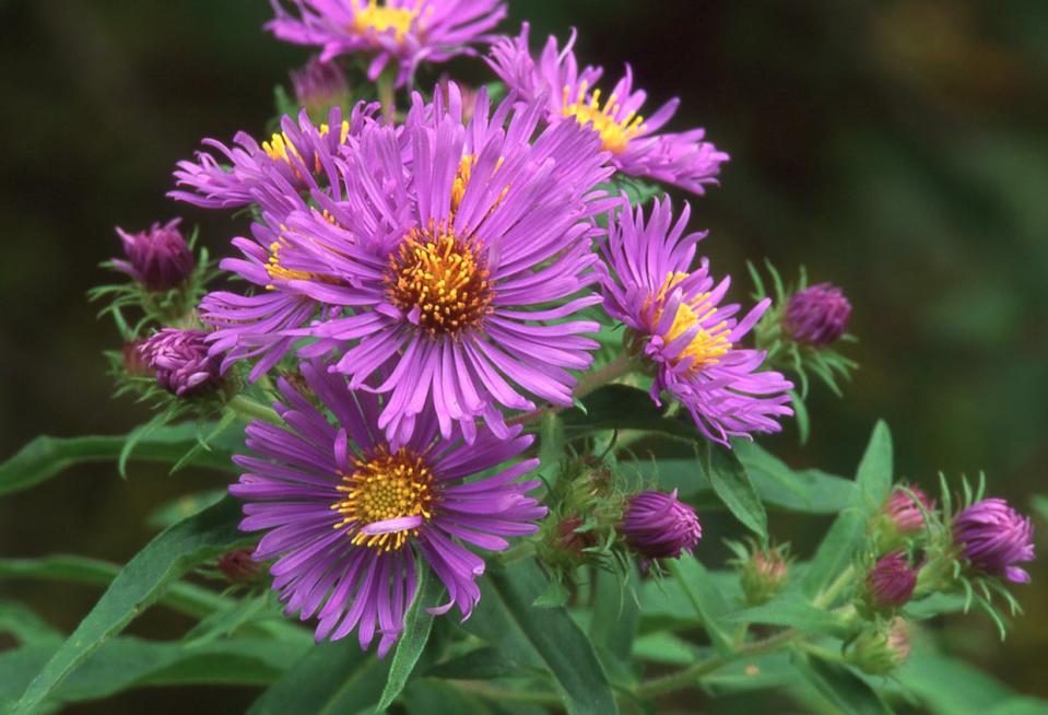 Purple New England Aster (Symphyotrichum novae-angliae) outside in a garden.