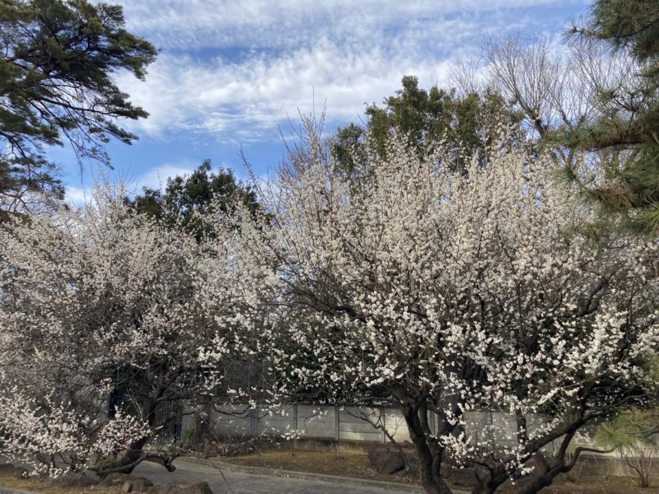 豪德寺的白梅因為天氣暖和，一口氣都開了   圖:劉黎兒攝影