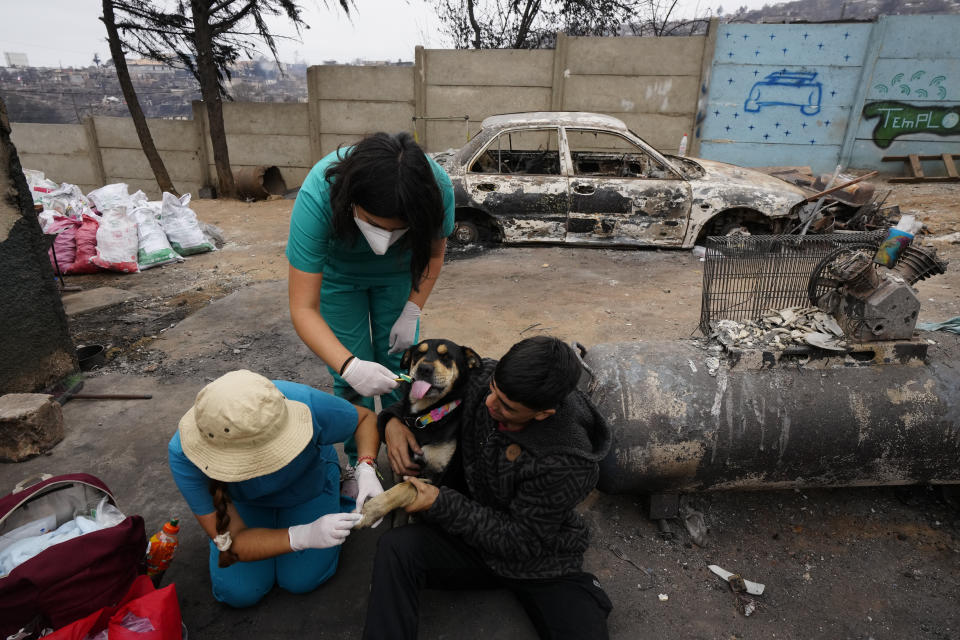 Patricio Monsalvez heals his dog Muller's burnt paw with the help of volunteers after forest fires in Vina del Mar, Chile, Tuesday, Feb. 6, 2024. (AP Photo/Esteban Felix)