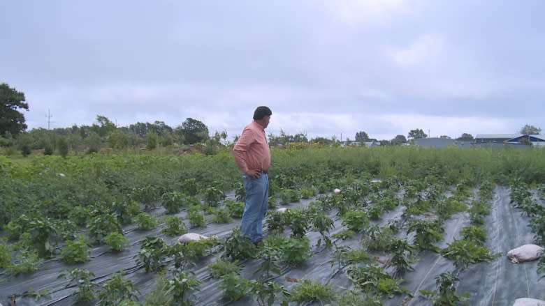 Off the vine: Green peppers stolen from Farm Centre Legacy Garden