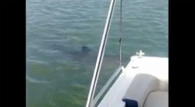 The moment the shark swan up to the boat. Source: 7 News.