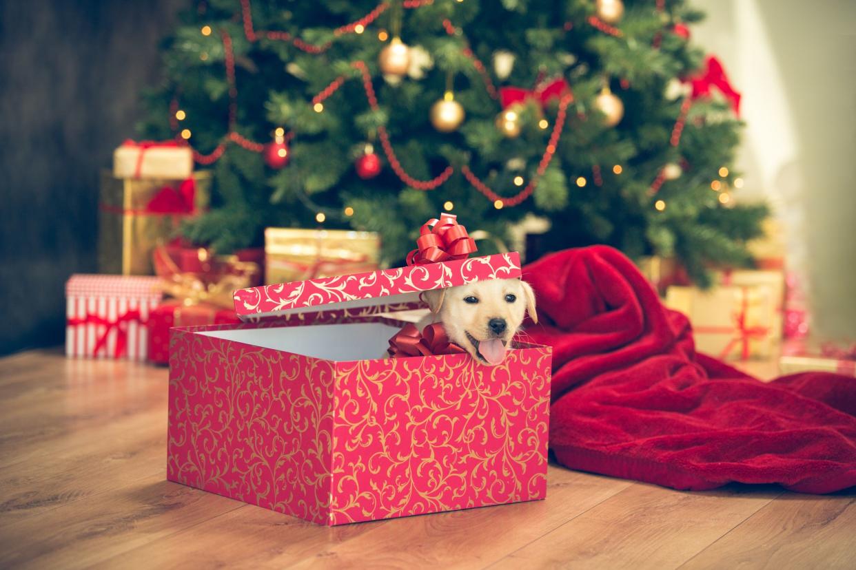 Cute little labrador retriever puppy in a red gift box for Christmas.