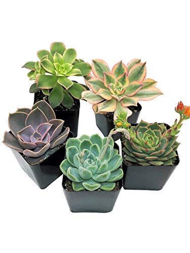 27) 5-Pack Succulent Plants