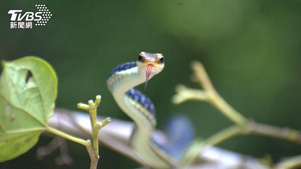 紋銅背蛇又被稱為「飛蛇」。（示意圖／Shutterstock達志影像）