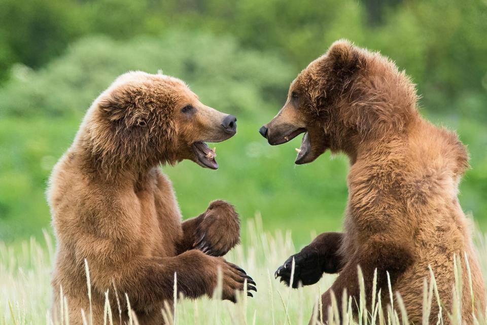 Two bears appear to converse with each other