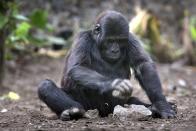 <p>Recent years of war and chaos in Congo have depleted the population of the largest of the four gorilla subspecies.</p> 