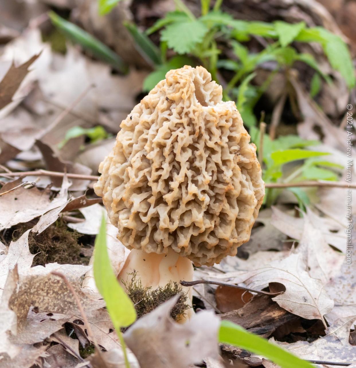 A lone morel mushroom sprouts through the leaf litter in London, Ont. With a strong and distinct flavour, they're prized for their ability to bring new life to food dishes, but it's important to know the difference between 'true' and 'false' morels.   (Andrew Murray/iNaturalist - image credit)