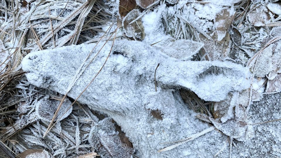 Captured on a smartphone near Susanville, California, this highly commended image taken by Randy Robbins shows a frosted deer on an early winter morning after passing away. - Randy Robbins/Wildlife Photographer of the Year