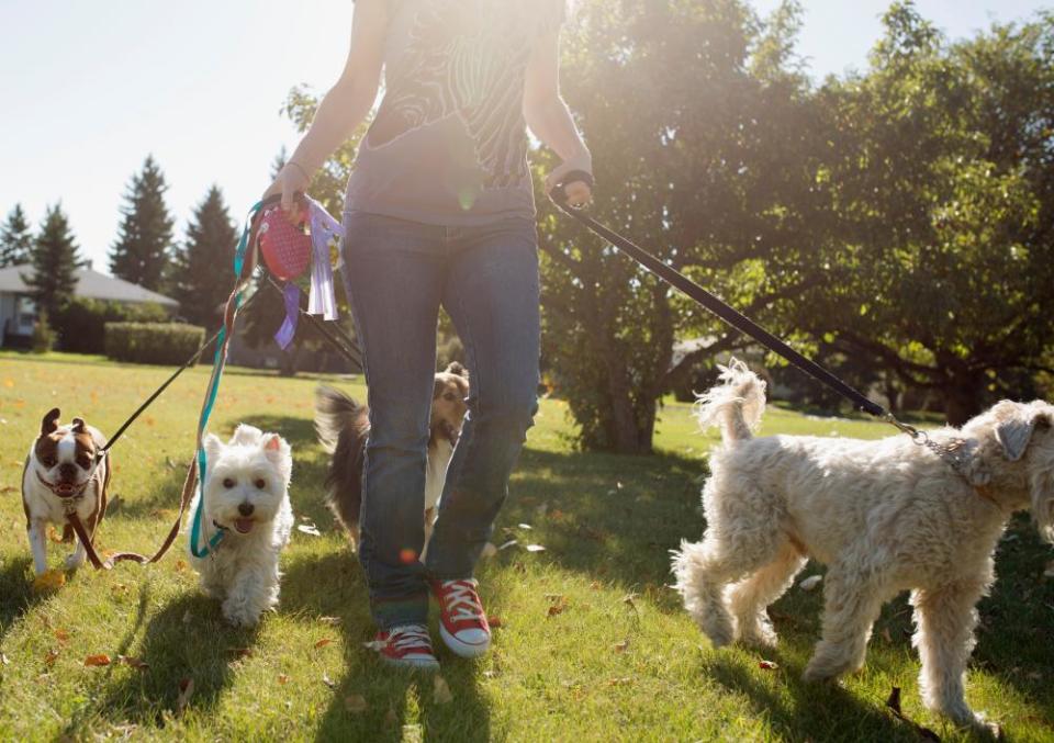 Woman walks dogs in sunny park