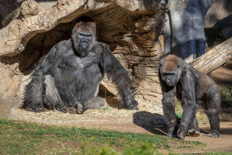 Gorillas sit after two of their troop tested positive for COVID-19 after falling ill at the San Diego Zoo Safari Park