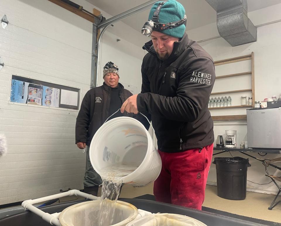 Dustin Young weighs elvers caught by his father, Darrell Young, at a buying facility in Ellsworth, Maine.