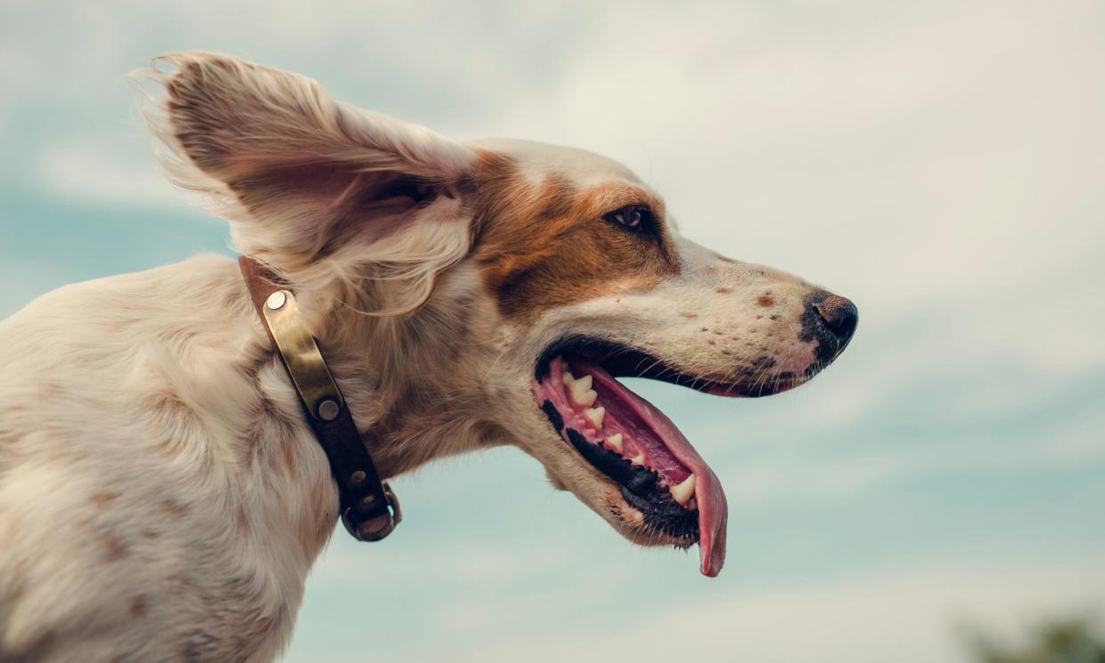 <span>Rowlands’ book explores the scope of canine comprehension.</span><span>Photograph: Michael Sugrue/Getty Images</span>