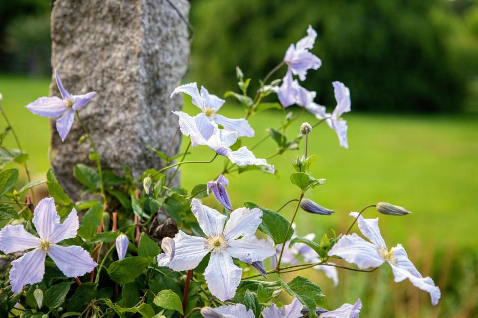 martha clematis