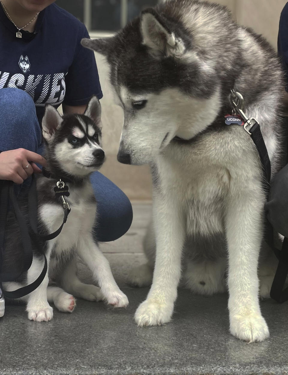 UConn mascots Jonathan XIV and Jonathan XV are photographed outside the school's board of trustees on Wednesday June 28, 2023 U in Storrs, Conn. (AP Photo/Pat Eaton-Robb)