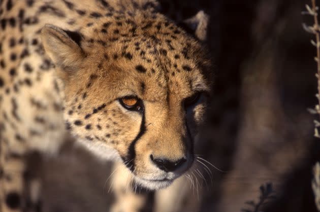 Guépard en Namibie. (Photo by Jean-Denis JOUBERT/Gamma-Rapho via Getty Images)