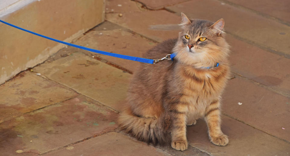 Cat pictured on a leash as the EU argues the practice is against their "unalienable right to roam". Source: File/Getty Images