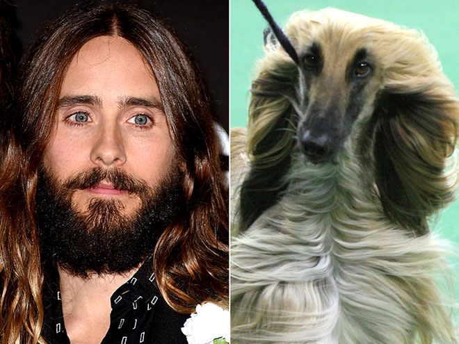 Just imagine the haircare tips these two could trade. We're predicting lots of man buns among the Afghan hounds at next year's show.